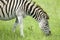 Zebra grazing on grass in Umfolozi Game Reserve, South Africa, established in 1897