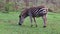 Zebra Grazing On Grass At Wildlife Park