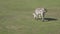 Zebra grazing on grass, Zebra grazing in a field.