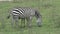 Zebra grazing on the grassland