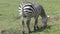 Zebra grazing on the grassland