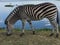 Zebra Grazing by the Lake