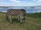 Zebra Grazing by the Lake