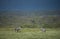 Zebra grazing at lake Nakuru