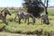 Zebra grazing at lewa conservancy