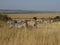 Zebra grazing in Maasai Mara Kenya