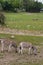 Zebra grazing in the reserve