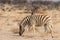 Zebra grazing in the savannah, Etosha National Park, Namibia