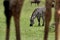 Zebra grazing in savannah, a view through the legs of Giraffe, Masai Mara