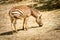 A zebra grazing on small bits of hay.