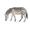 Zebra grazing vector