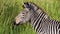 Zebra with green background Botswana