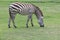 Zebra on green grass field