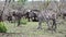 Zebra with a group of african buffaloes in the background in kruger