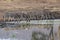 Zebra group drinking at the pool in kruger park south africa