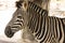 A zebra has beautiful colors.