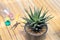 Zebra Haworthia cactus in a pot