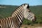 Zebra head close-up in kruger nationalpark