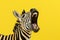 Zebra head close up. Yawning zebra with a funny face isolated on color background.