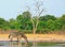 Zebra with head down drinking from a waterhole with natural bush background in Hwange