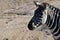 Zebra Head with dusty dirt background