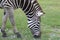 Zebra head in green grass field