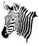 Zebra Head - Hippotigris