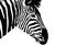 Zebra head illustrated