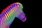 Zebra head LGBTQ community rainbow flag color striped pattern black background isolated closeup, LGBT pride symbol, lesbian, gay