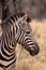 Zebra Head Side Profile Picture