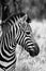 Zebra Head Side Profile Picture Black and White