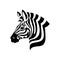 Zebra Head on white background