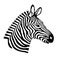 Zebra head. Wild animal logo