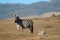 Zebra, Hearst Ranch in San Simeon, California, near Hearst Castle, USA