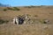 Zebra, Hearst Ranch in San Simeon, California, near Hearst Castle, USA