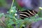 Zebra Heliconian Butterfly   606170