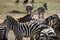 Zebra Herd