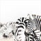 Zebra herd digital painting