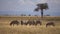 Zebra Herd Eating Grass in Meadow of African Savannah Animals in Natural Habitat