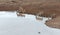 Zebra herd [equus quagga] at the waterhole with Hippo`s head visible in Africa