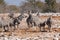 Zebra Herd with Foal in Etosha NP