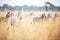 zebra herd on grassland at midday