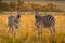 Zebra herd on the savanna at sunset, Welgevonden Game Reserve, South Africa.