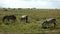 Zebra herd in Serengeti national park Tanzania.