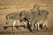 Zebra herd standing in mud by the edge of waterhole in Kruger Park South Africa