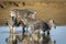 Zebra herd standing in muddy water in early morning sunshine in Kruger Park in South Africa