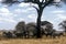 Zebra herd, Tanzania