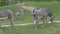 Zebra herd was eating grass Equus grevyi
