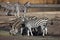 Zebra herd at water hole