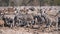 Zebra Herd at Waterhole in Etosha NP